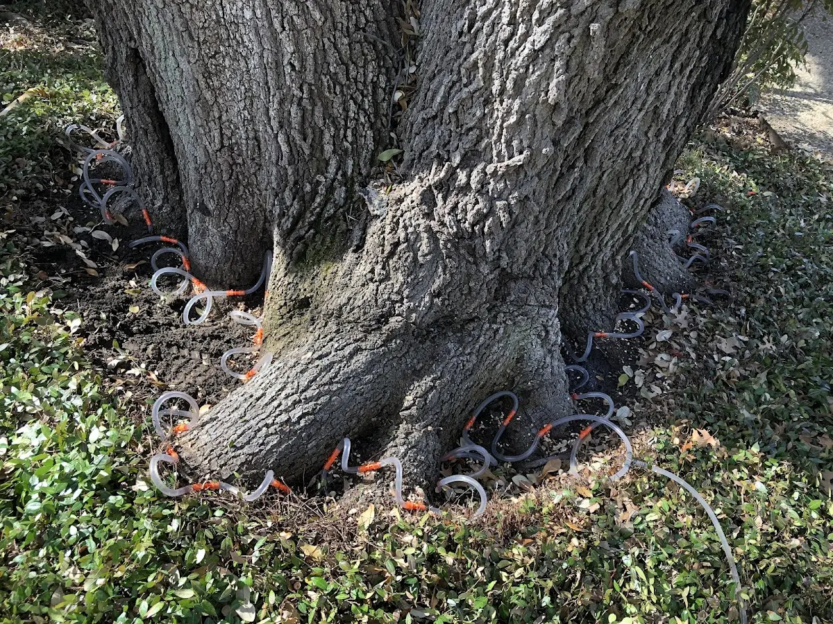 Detailed Tree Cabling and Bracing job site in Farmersburg