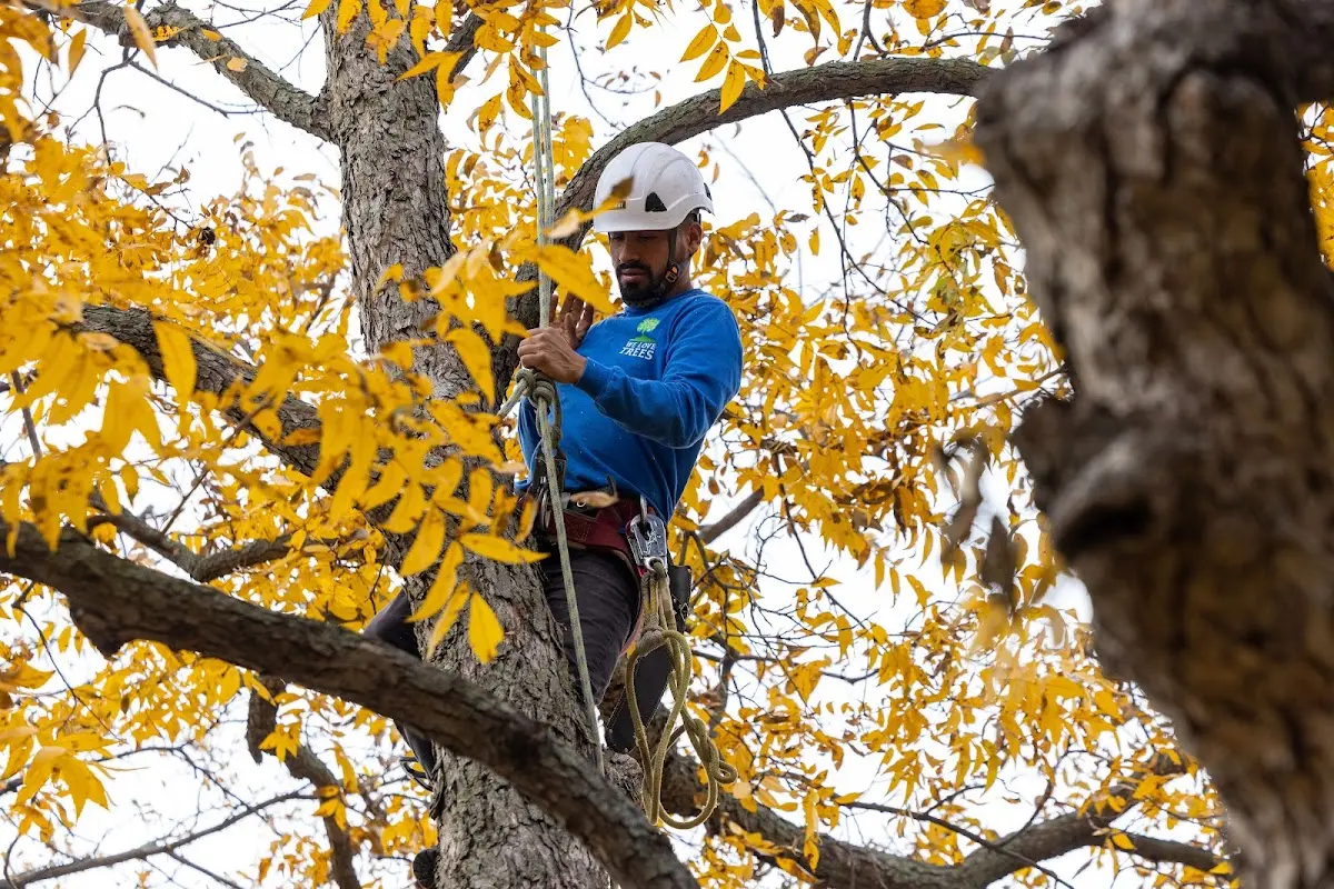 Skilled Tree Pruning crew working in Farmersburg