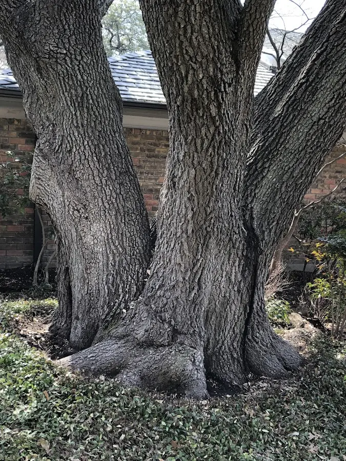 Mature heritage tree close to a Farmersburg property cared for by certified arborists